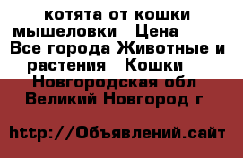 котята от кошки мышеловки › Цена ­ 10 - Все города Животные и растения » Кошки   . Новгородская обл.,Великий Новгород г.